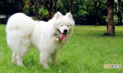 萨摩耶犬一生中的五个阶段 萨摩耶寿命一般多少年