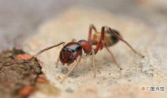 蚂蚁爬到床上的处理办法 床上有蚂蚁怎么处理