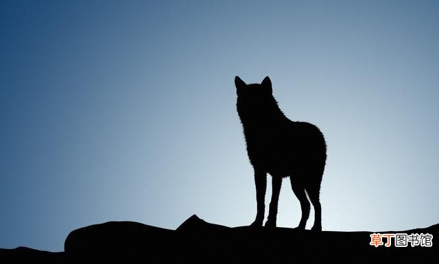 职场向狼学习十条处世哲学 狼象征着什么精神品质
