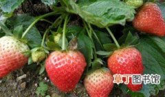 菠萝草莓怎么种 如何种菠萝草莓