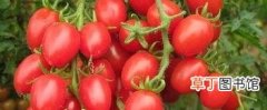 番茄种植时间和方法 西红柿种植时间是多久呢