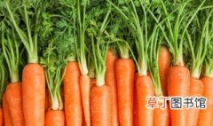 胡萝卜的品种有哪些 胡萝卜的品种介绍