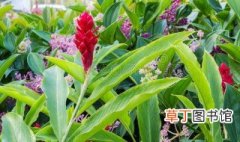 红丝姜花的养殖方法 红丝姜花如何养殖