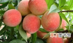 夏天桃子保存方法 夏天桃子的保存方法