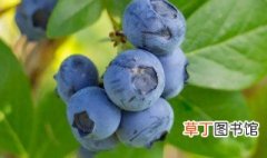 蓝莓怎么施肥 蓝莓怎么施肥,用什么肥料最好