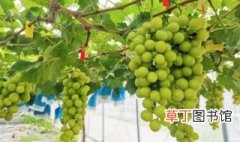 葡萄怎么施肥 葡萄施肥时间和方法