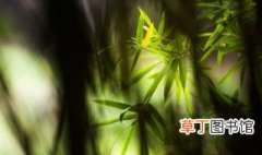 中国有多少种竹子名贵品种有哪些 中国有多少种竹子名贵品种介