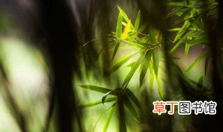 中国有多少种竹子名贵品种有哪些 中国有多少种竹子名贵品种介绍