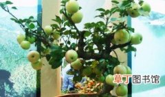 盆栽苹果树种植 盆栽苹果树种植技术与管理方法