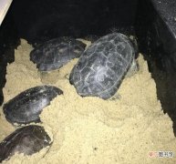 乌龟在产蛋前会有哪些征兆 乌龟产卵的征兆是什么呢