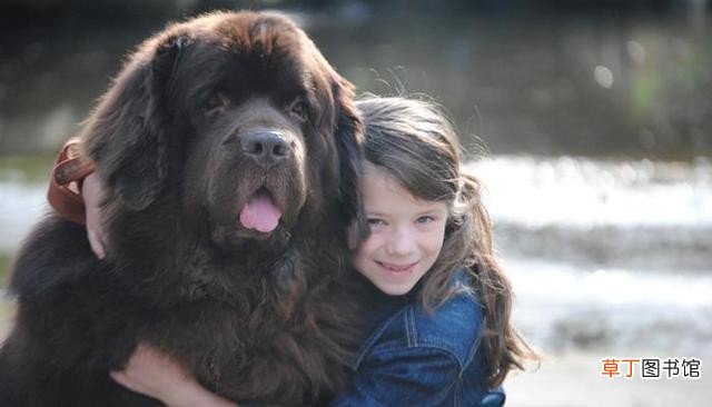 最适合家庭养的十种大型犬 适合家养的大型犬有哪些