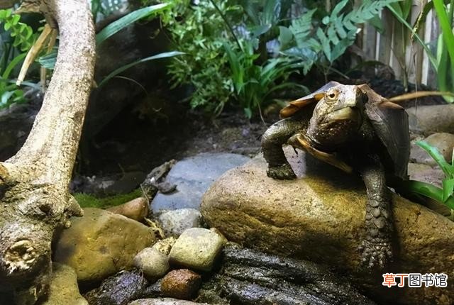 哪些龟才是真的灵能高 最有灵性的龟排名有吗