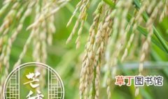 水稻施肥量和时间，水稻各时期施肥量和施肥方法