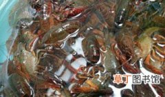 河虾和龙虾怎么洗 河虾和龙虾如何洗