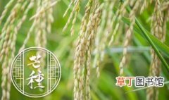 水稻施肥方法和用量视频 水稻施肥方法和用量