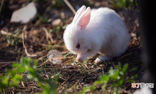一文了解兔的生长特征和生活习性 兔子的生活特征是什么