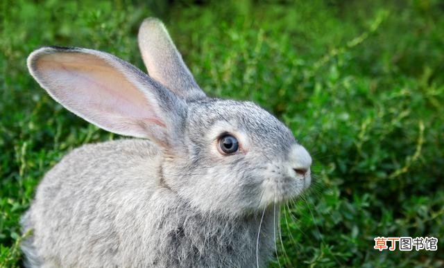 一文了解兔的生长特征和生活习性 兔子的生活特征是什么