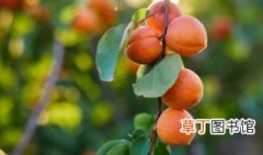 杏树什么时间浇水,施肥最好 杏树施肥方法及时间