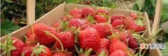 草莓最佳种植时间 什么时候种草莓是最好的