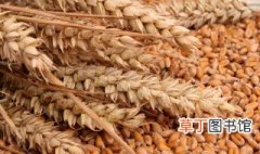 农村小麦怎么储存 怎样储存小麦