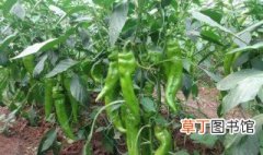 青椒的种植技术 辣椒即是蔬菜也是调味品
