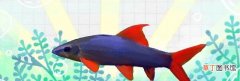 彩虹鲨鱼的养殖方法 彩虹鲨属于清洁鱼吗