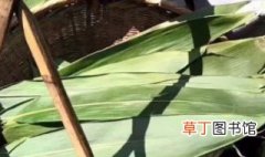 速冻粽子一般蒸多久能熟 粽子叶是什么植物的叶子