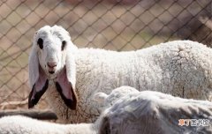 332万元成世界上最贵的羊 最贵的羊品种是什么