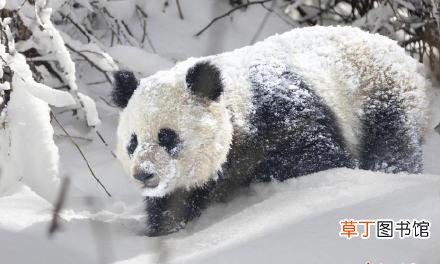 中国大熊猫有多少只大熊猫数量增至1864只