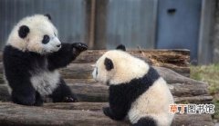 中国大熊猫有多少只大熊猫数量增至1864只