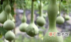 各类葫芦种植方法 各类葫芦种植方法介绍