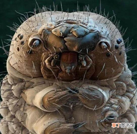 寄生虫到底长什么样1600倍显微镜下的寄生虫高清图