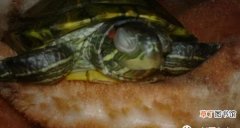 乌龟眼睛有层白色的膜怎么回事 乌龟患白眼病如何治疗