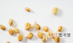 小麦胚芽怎么吃 小麦胚芽怎么做好吃
