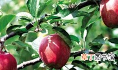 苹果树修剪方法 苹果树修剪方法介绍