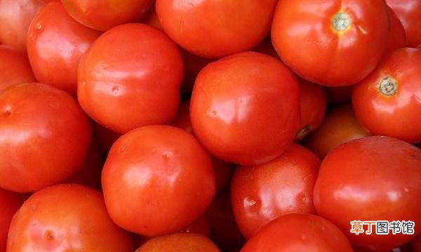 番茄是热性还是凉性的湿气重最好别吃的4种水果