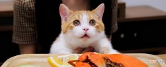 猫可以吃牛肉吗 猫咪能吃的5种肉推荐