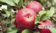 中国十大苹果好吃排名 中国有哪些好吃的苹果品种