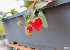 草莓如何种植才能结果 草莓额养植技巧分享