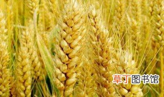 优质小麦品种 哪些小麦品种比较优质