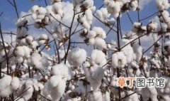棉花的种植技术 高产技术有哪些