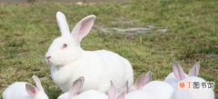 兔子的养殖利润高吗 兔子的养殖成本和利润清算