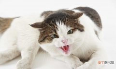 猫咪嗷呜嗷呜的叫是什么意思 猫嗷呜声表达的含义