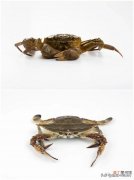大闸蟹和河蟹的区别什么 关于河蟹10个常识问题