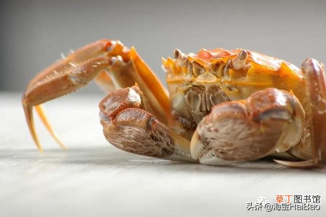 大闸蟹和河蟹的区别什么 关于河蟹10个常识问题