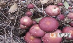 赤松茸种植技术 赤松茸是一种与树根共生的野生食用菌