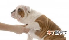 怎么训练小狗握手 训练小狗握手的方法详解
