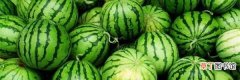 西瓜几天发芽出土 西瓜的养殖方法分享