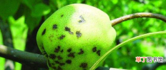 梨树的病虫害防治与管理 梨树主要病虫害防治措施