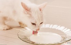 猫可以吃巧克力吗 禁止喂猫咪这6种食物